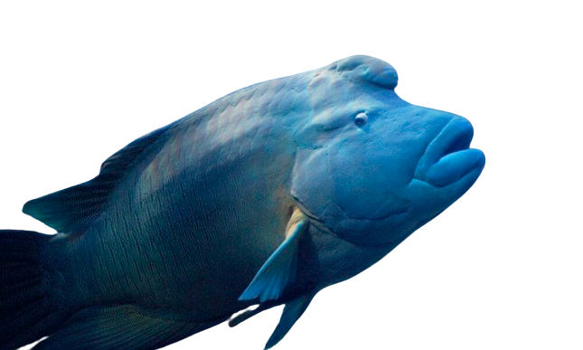 Humphead-Wrasse