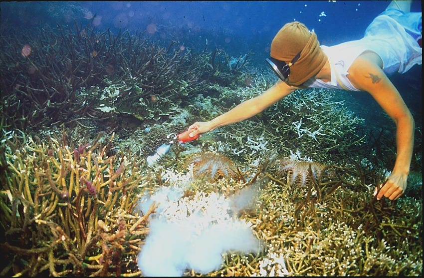 Corals