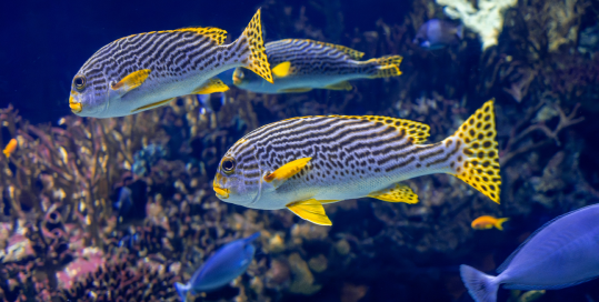 fish