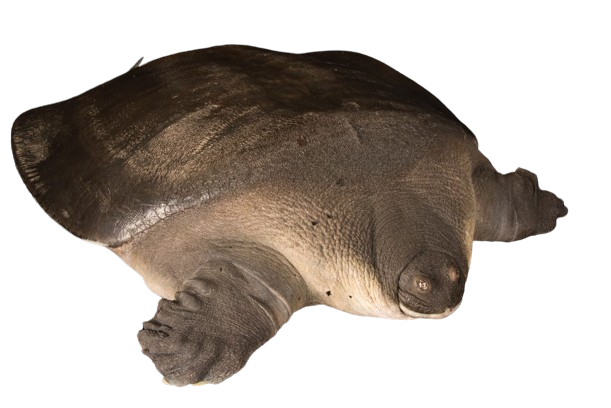 Softshell-Turtle