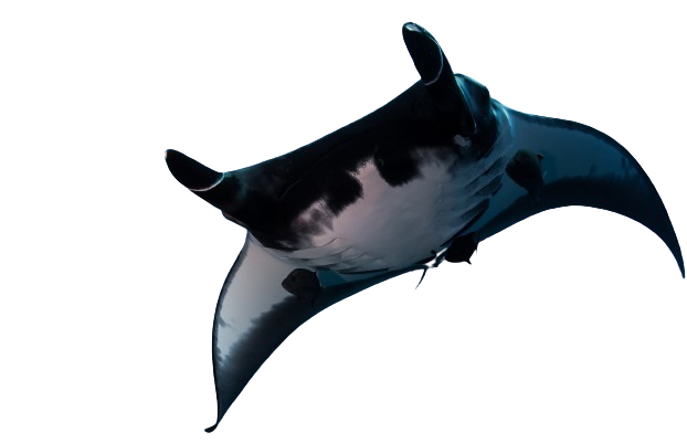 Manta-Ray