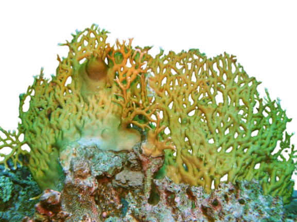 Net-coral