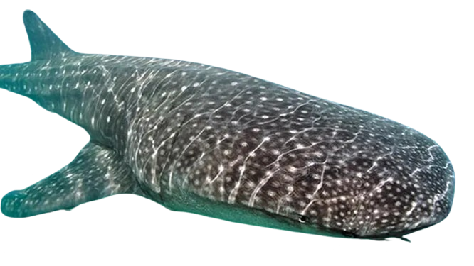 Whale-shark